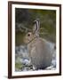 Snowshoe Hare (Lepus Americanus), Banff National Park, Alberta, Canada, North America-James Hager-Framed Photographic Print