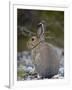 Snowshoe Hare (Lepus Americanus), Banff National Park, Alberta, Canada, North America-James Hager-Framed Photographic Print