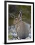 Snowshoe Hare (Lepus Americanus), Banff National Park, Alberta, Canada, North America-James Hager-Framed Photographic Print