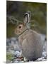 Snowshoe Hare (Lepus Americanus), Banff National Park, Alberta, Canada, North America-James Hager-Mounted Photographic Print