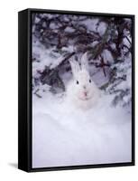 Snowshoe Hare, MT-John Luke-Framed Stretched Canvas