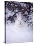 Snowshoe Hare, MT-John Luke-Stretched Canvas
