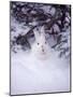 Snowshoe Hare, MT-John Luke-Mounted Photographic Print
