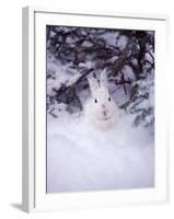 Snowshoe Hare, MT-John Luke-Framed Photographic Print