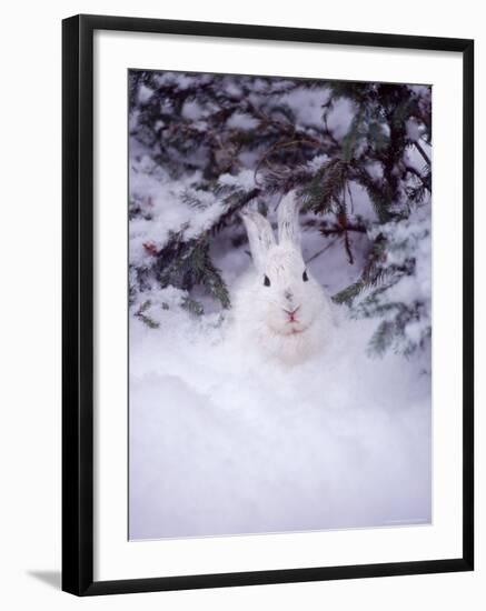 Snowshoe Hare, MT-John Luke-Framed Photographic Print