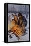 Snowshoe Traveler and His Arctic Dog-Team at a Campfire-null-Framed Stretched Canvas