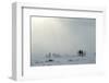 Snowstorm in Tundra Landscape with Trees. Low Visibility Conditions due to a Snow Storm in Tundra F-Sergey Uryadnikov-Framed Photographic Print