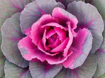 Decorative Cabbage Background-snowturtle-Photographic Print