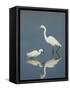Snowy and Great Egrets-Arthur Morris-Framed Stretched Canvas