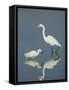 Snowy and Great Egrets-Arthur Morris-Framed Stretched Canvas