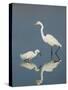 Snowy and Great Egrets-Arthur Morris-Stretched Canvas