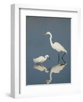 Snowy and Great Egrets-Arthur Morris-Framed Photographic Print