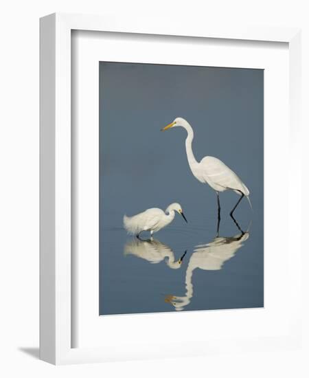 Snowy and Great Egrets-Arthur Morris-Framed Photographic Print