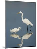 Snowy and Great Egrets-Arthur Morris-Mounted Photographic Print