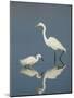 Snowy and Great Egrets-Arthur Morris-Mounted Photographic Print