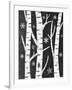 Snowy Birches-Mary Urban-Framed Art Print