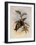 Snowy-Breasted Emerald, Thaumatias Chionopectus-John Gould-Framed Giclee Print