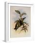 Snowy-Breasted Emerald, Thaumatias Chionopectus-John Gould-Framed Giclee Print