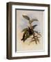 Snowy-Breasted Emerald, Thaumatias Chionopectus-John Gould-Framed Giclee Print