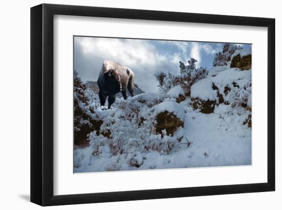 Snowy Buffalo-Steve Hunziker-Framed Art Print