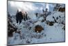 Snowy Buffalo-Steve Hunziker-Mounted Art Print