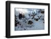 Snowy Buffalo-Steve Hunziker-Framed Art Print