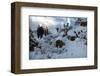 Snowy Buffalo-Steve Hunziker-Framed Art Print