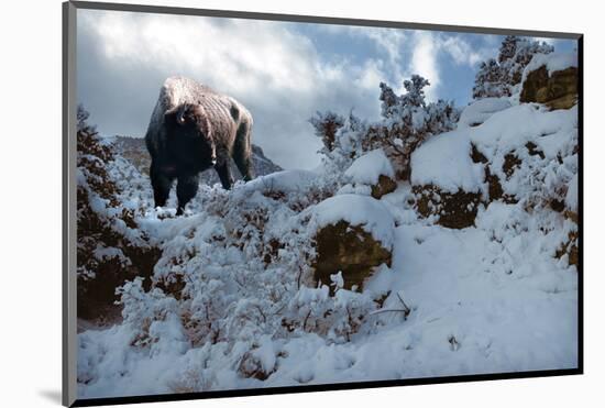 Snowy Buffalo-Steve Hunziker-Mounted Art Print