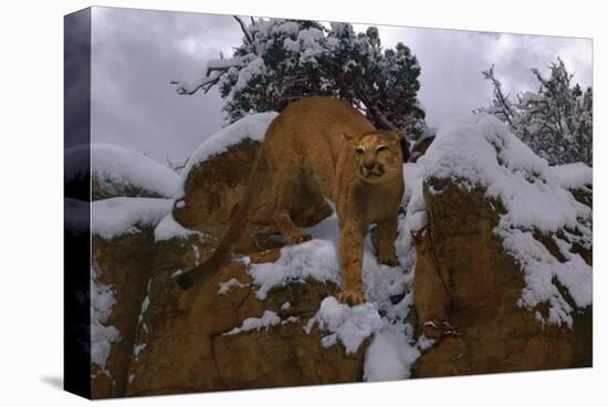 Snowy Cat-Steve Hunziker-Stretched Canvas