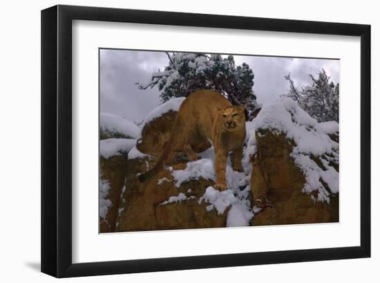 Snowy Cat-Steve Hunziker-Framed Art Print