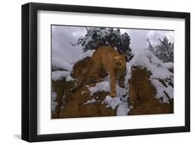 Snowy Cat-Steve Hunziker-Framed Art Print