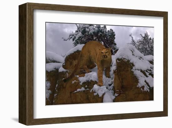 Snowy Cat-Steve Hunziker-Framed Art Print