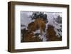 Snowy Cat-Steve Hunziker-Framed Art Print