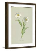 Snowy Crowfoot-Frederick Edward Hulme-Framed Giclee Print