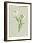 Snowy Crowfoot-Frederick Edward Hulme-Framed Giclee Print