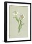 Snowy Crowfoot-Frederick Edward Hulme-Framed Giclee Print