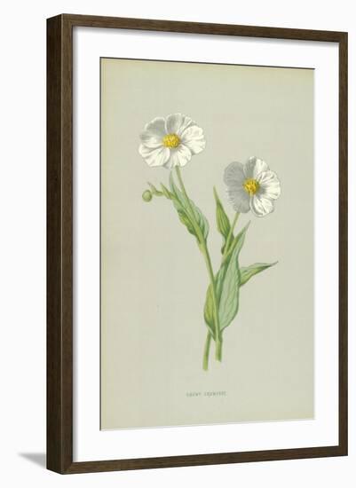 Snowy Crowfoot-Frederick Edward Hulme-Framed Giclee Print