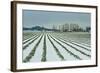 Snowy Daffodils I-Dana Styber-Framed Photographic Print