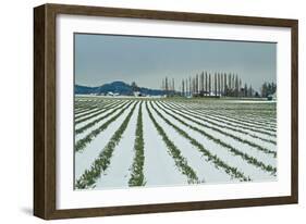 Snowy Daffodils I-Dana Styber-Framed Photographic Print