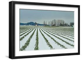 Snowy Daffodils I-Dana Styber-Framed Photographic Print