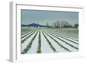 Snowy Daffodils I-Dana Styber-Framed Photographic Print