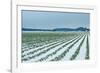 Snowy Daffodils II-Dana Styber-Framed Photographic Print