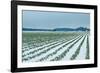 Snowy Daffodils II-Dana Styber-Framed Photographic Print