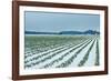 Snowy Daffodils II-Dana Styber-Framed Photographic Print