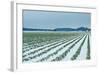 Snowy Daffodils II-Dana Styber-Framed Photographic Print