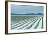 Snowy Daffodils II-Dana Styber-Framed Photographic Print