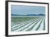 Snowy Daffodils II-Dana Styber-Framed Photographic Print