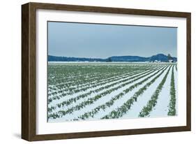 Snowy Daffodils II-Dana Styber-Framed Photographic Print