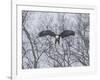 Snowy Eagle-Galloimages Online-Framed Photographic Print