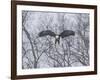 Snowy Eagle-Galloimages Online-Framed Photographic Print